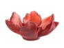Red bowl tulipe - Daum